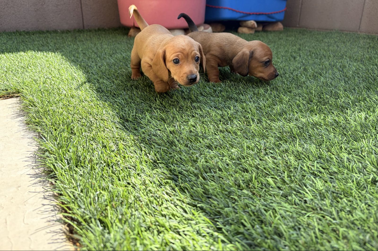 Mini Dachshund Puppies