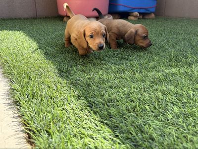 Mini Dachshund Puppies