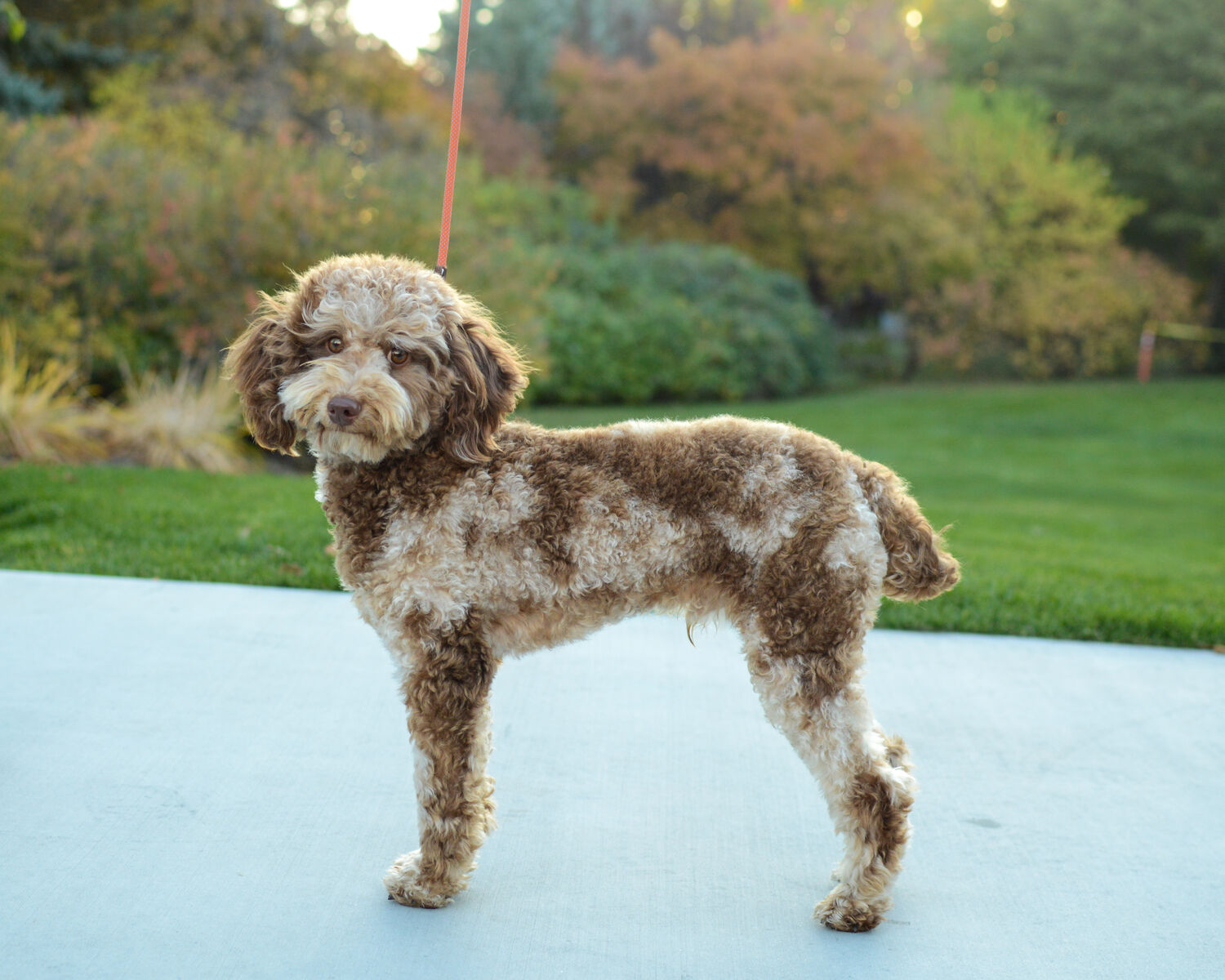 AKC Chocolate Merle Poodle 11.8lbs 13 inches Health Tested