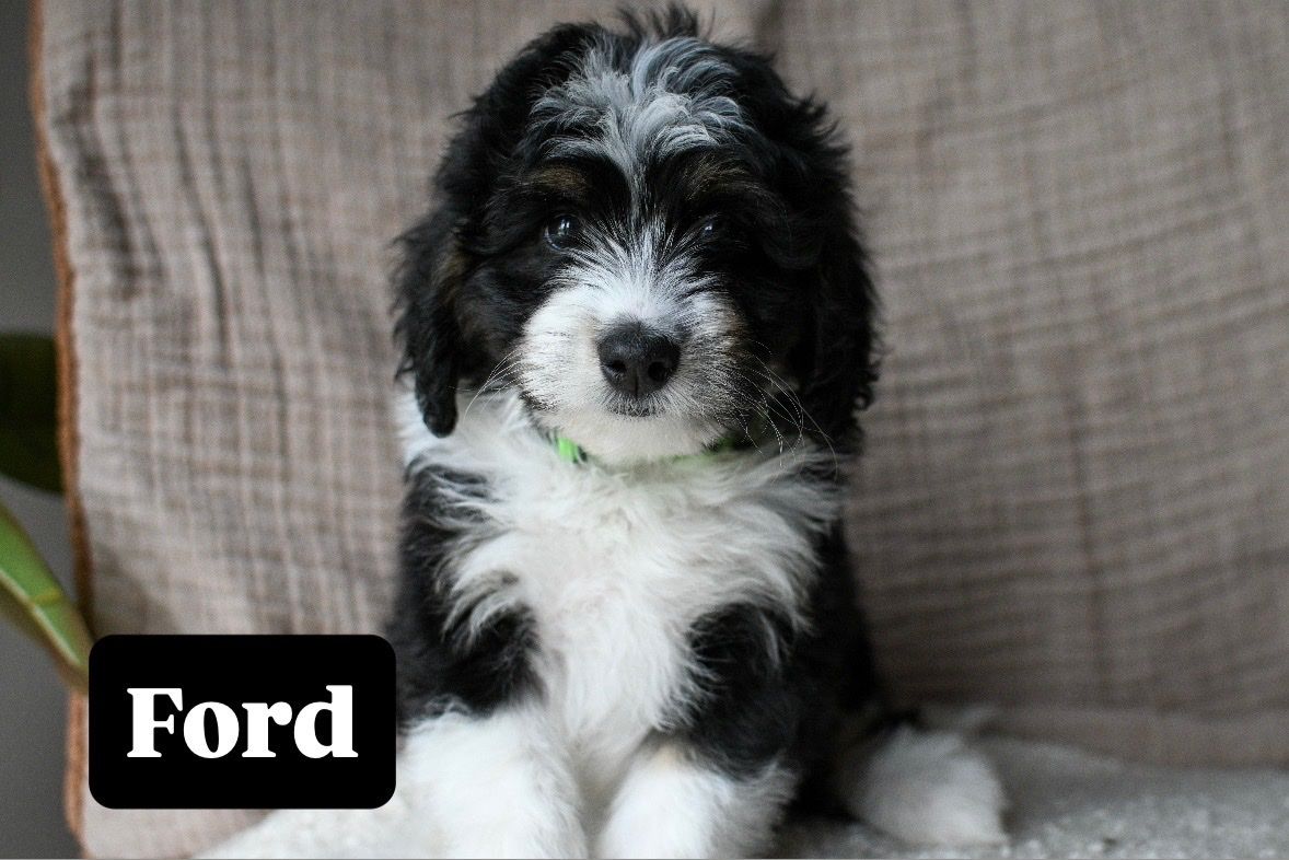 Bernedoodle Puppies available now