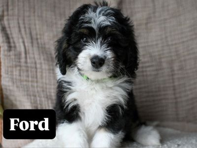 Bernedoodle Puppies available now