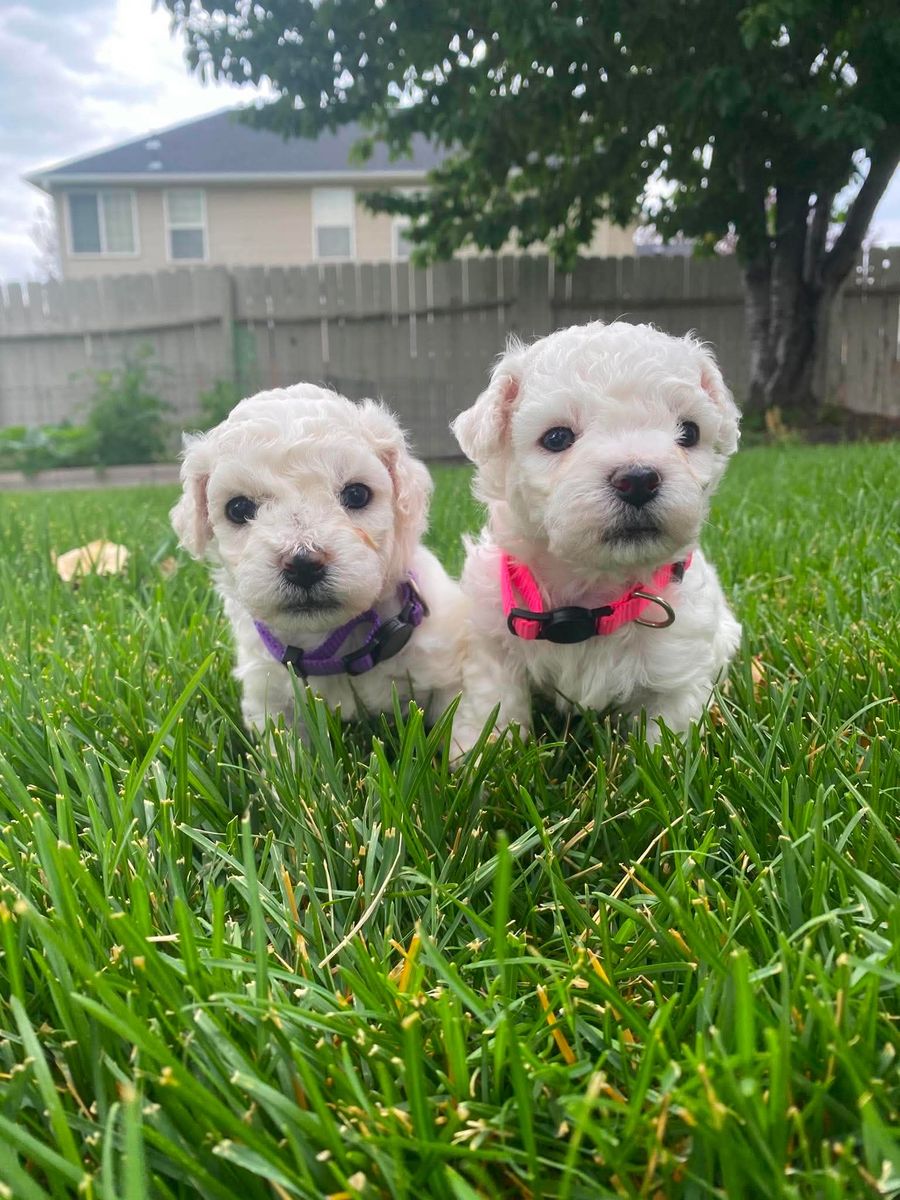 Purebred Bichon Frise Puppies - 4 males & 2 females