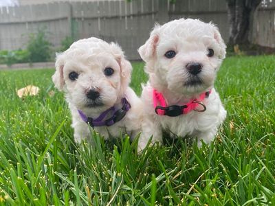 Purebred Bichon Frise Puppies - 4 males & 2 females