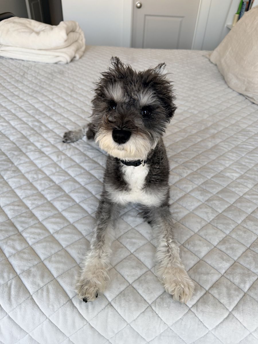 Mini Schnauzer Puppy