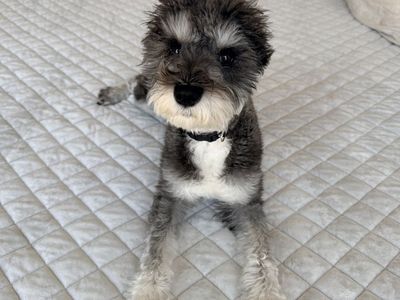 Mini Schnauzer Puppy