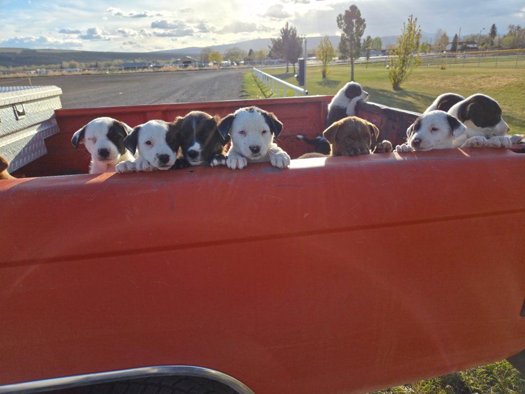 Puppies