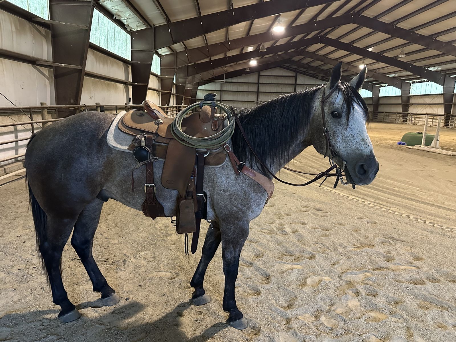 6 year old grey gelding