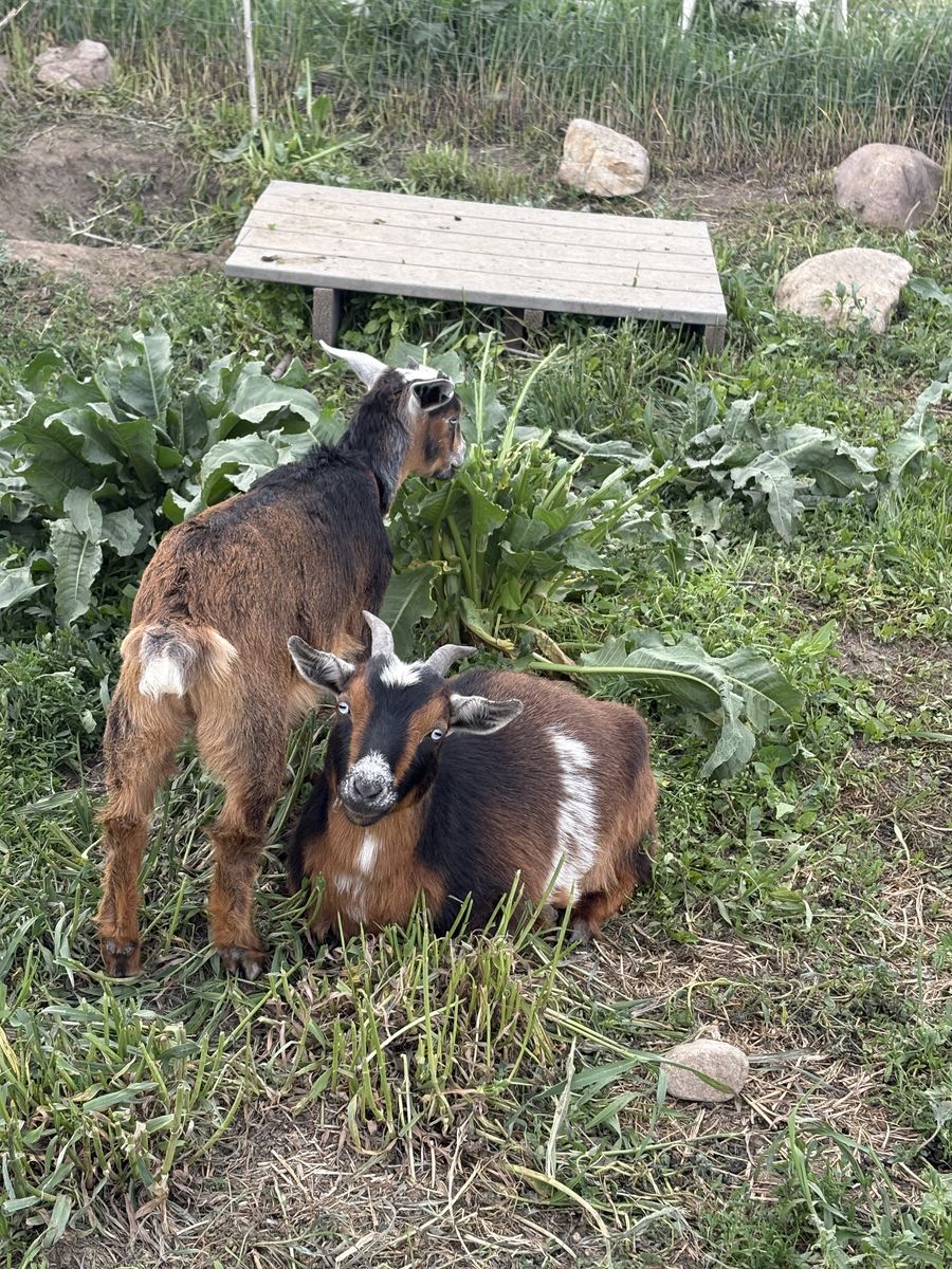 5 Great goats