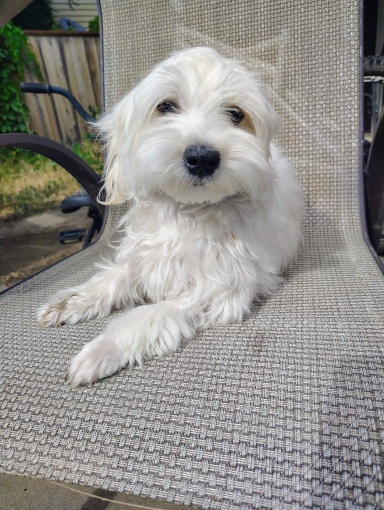 White maltipoo Puppy