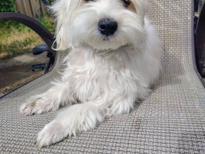 White maltipoo Puppy