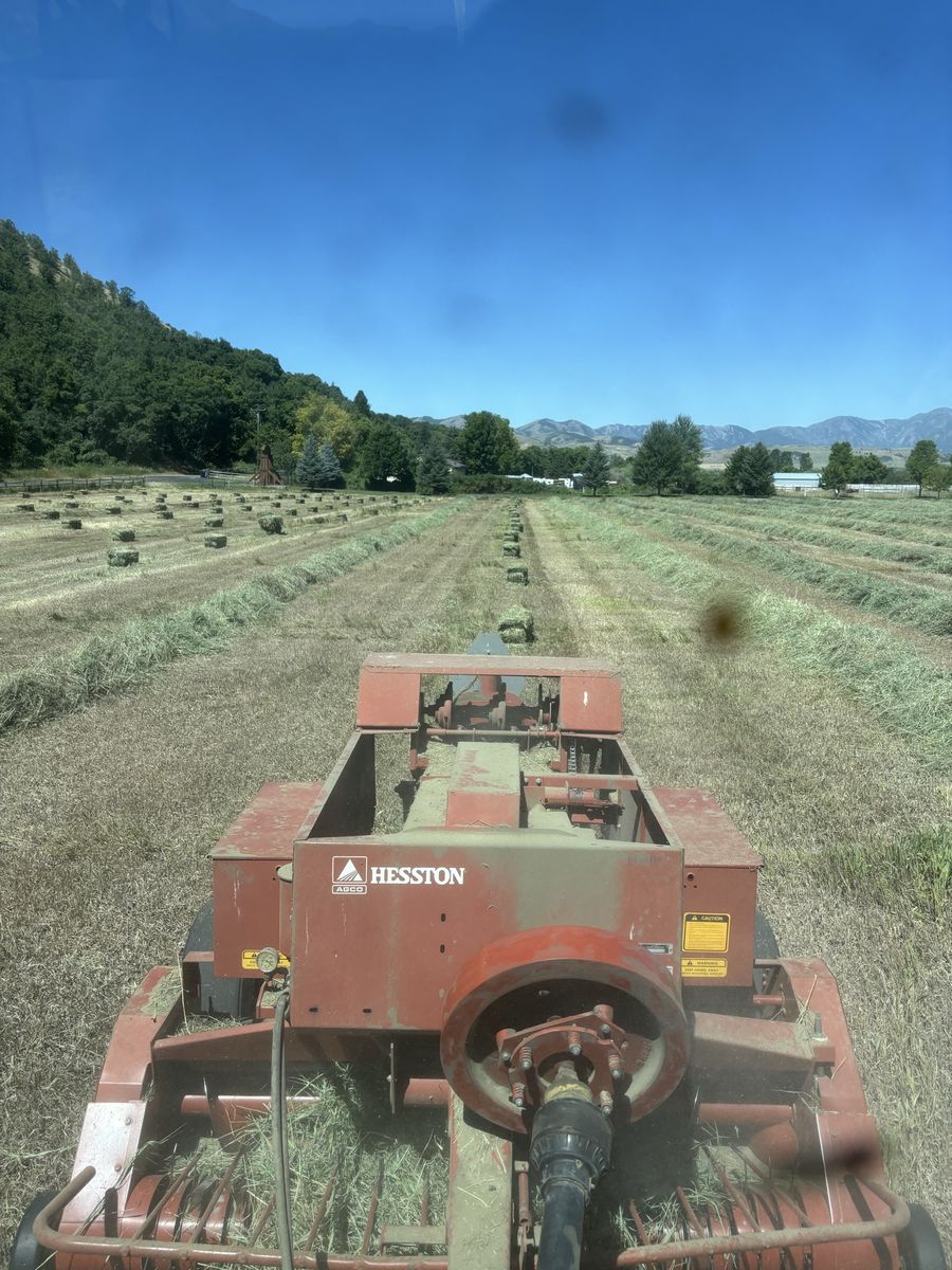 Hay Grass Small Bales