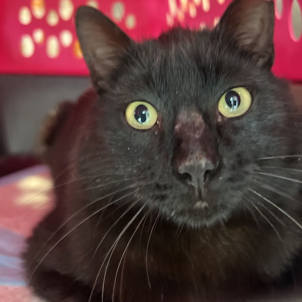 Hello my name is Stark