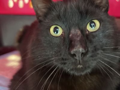 Hello my name is Stark