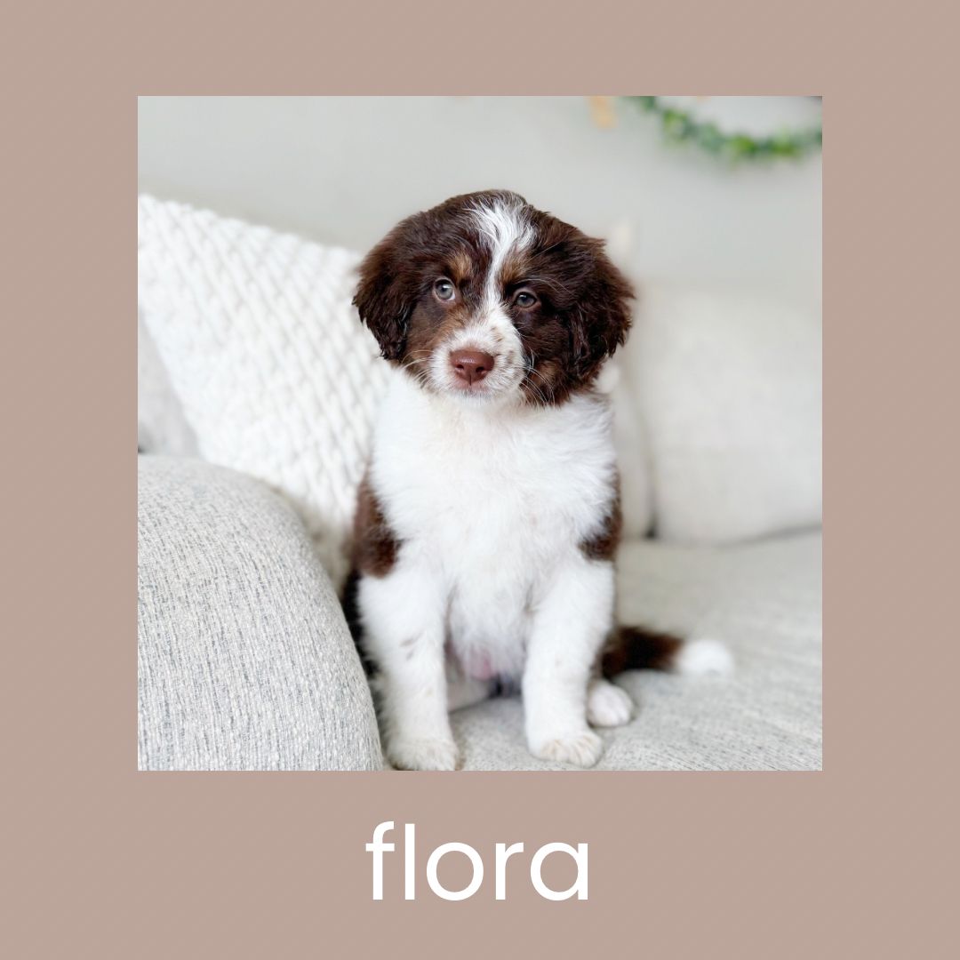 Mini Aussiedoodles * Ready To Go Home Now