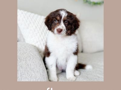 Mini Aussiedoodles * Ready To Go Home Now