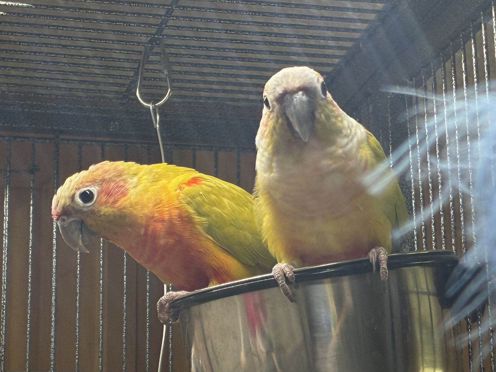 Proven Pair Pineapple Green Cheek Conures