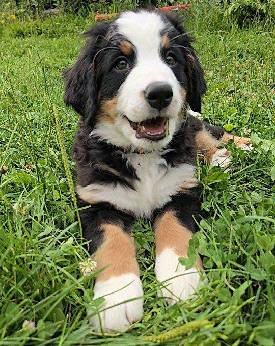 Premium Bernese Mountain Puppy Dog, Puppies, DNA tested, OFA Health tested