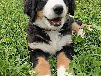 Premium Bernese Mountain Puppy Dog, Puppies, DNA tested, OFA Health tested