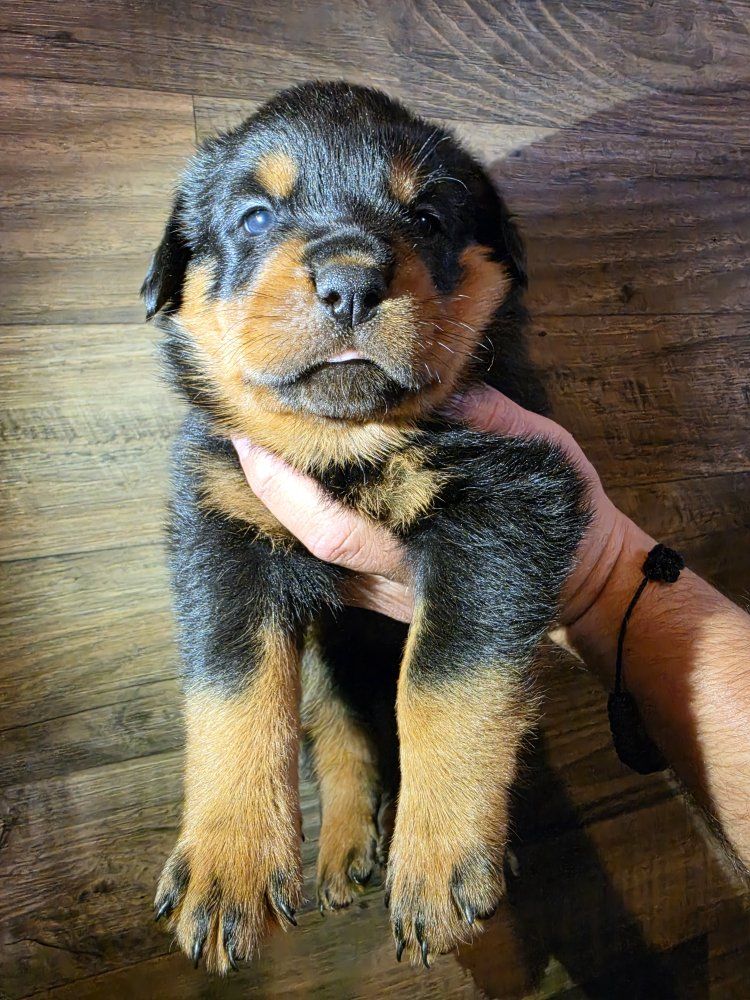 #1 Rated AKC German Rottweiler Puppies