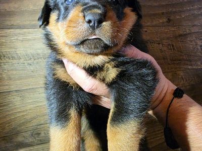 #1 Rated AKC German Rottweiler Puppies