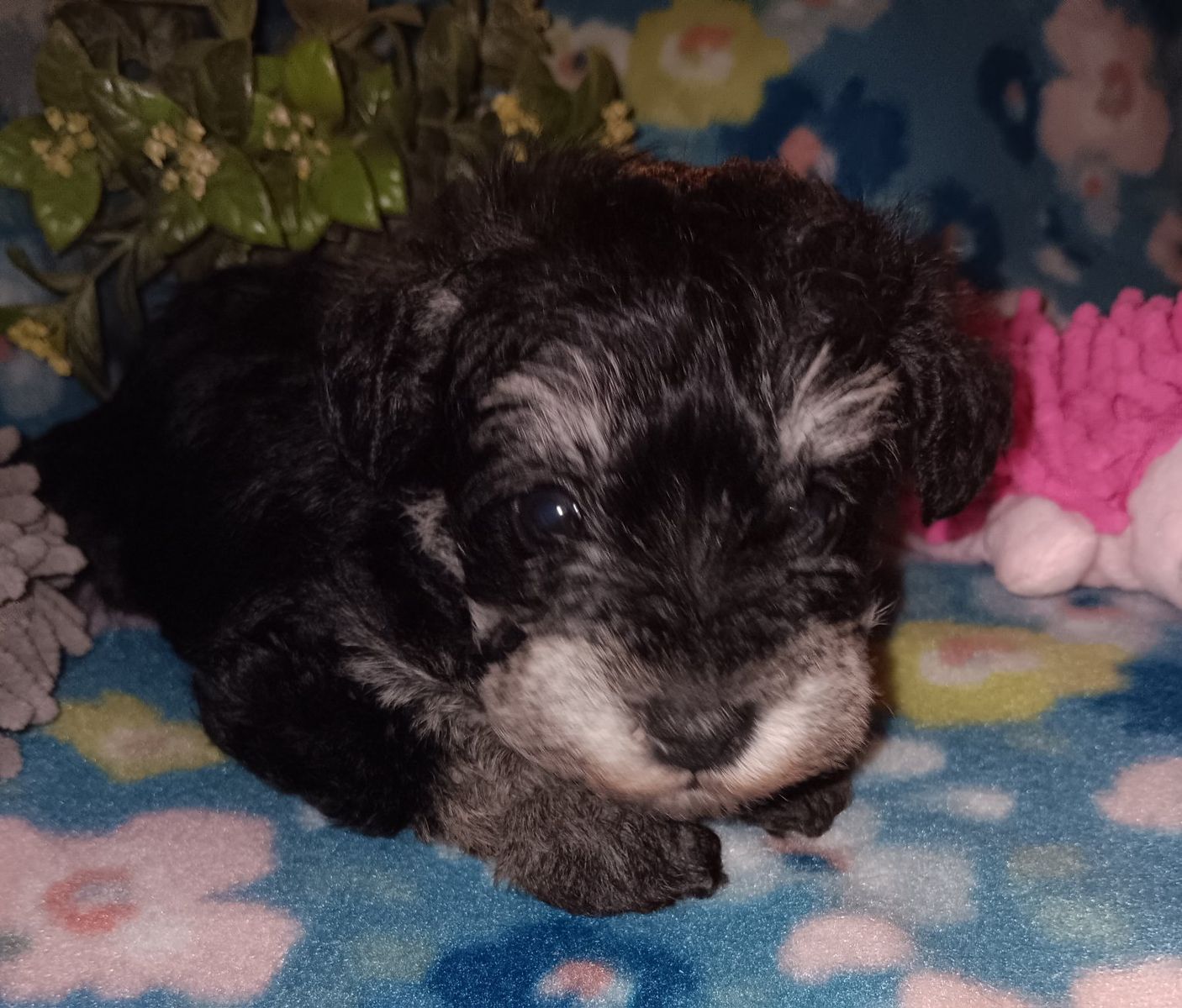 AKC Miniature Schnauzer  Miss Shoshone
