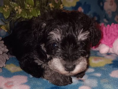 AKC Miniature Schnauzer Miss Shoshone