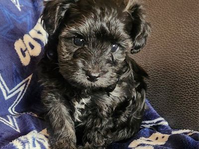 Yorkiepoo puppies