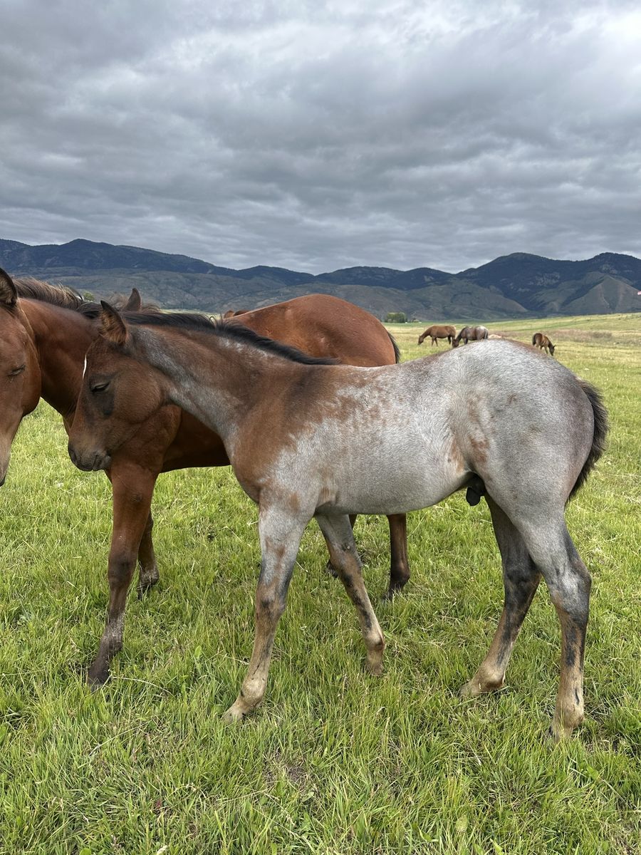AQHA prospects available