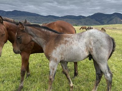 AQHA prospects available