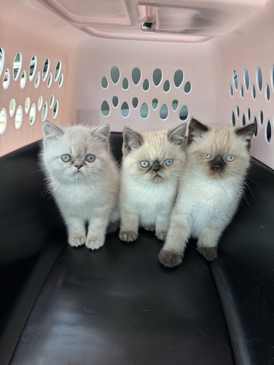 Adorable Purebred Persian kittens