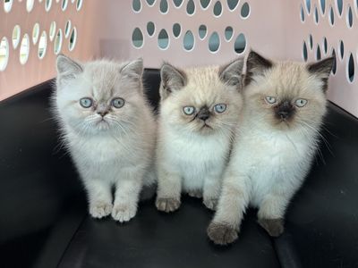 Adorable Purebred Persian kittens
