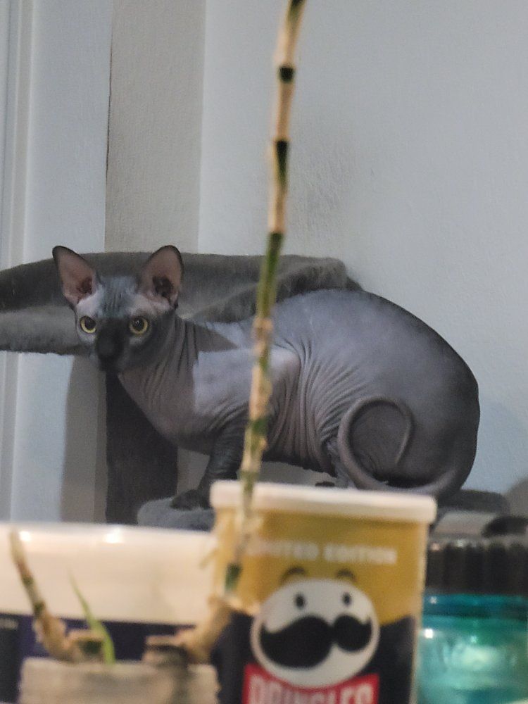sphynx male