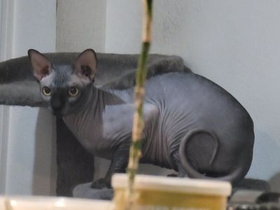 sphynx male