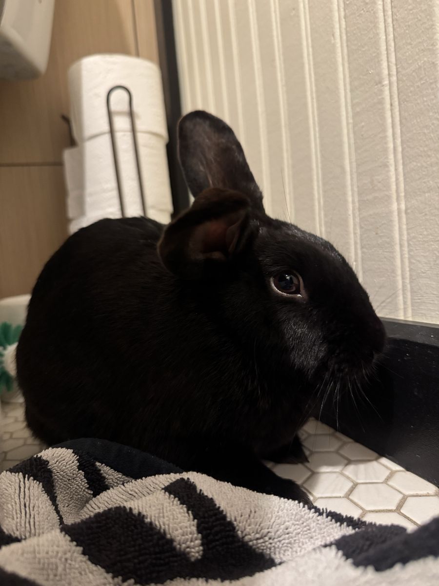 FREE BUNNY!