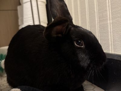 FREE BUNNY!