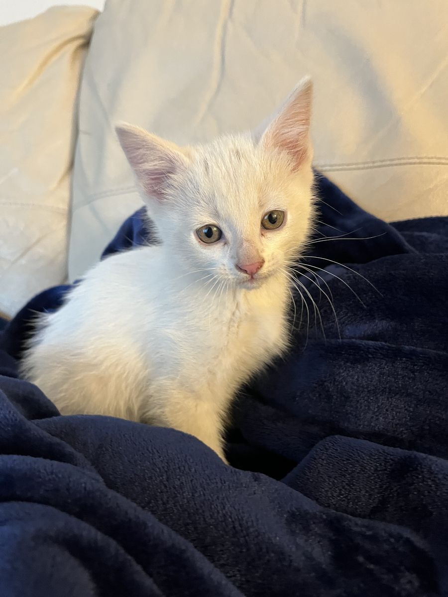 Adorable Fluffy White Kitten