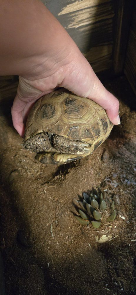 3 Russian Tortoises