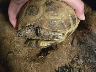3 Russian Tortoises
