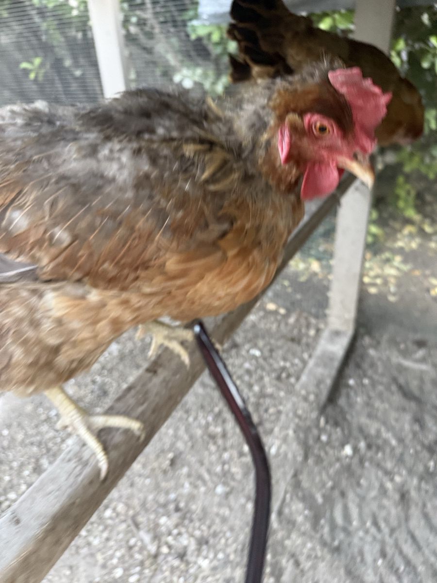 Chicken - Hen