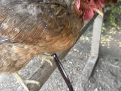 Chicken - Hen