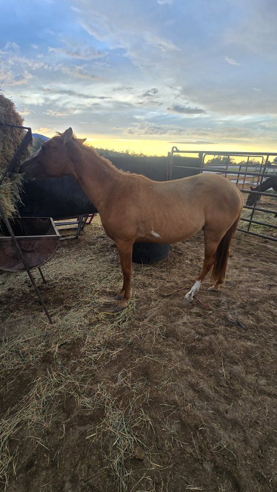 yearling filly