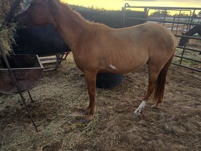 yearling filly