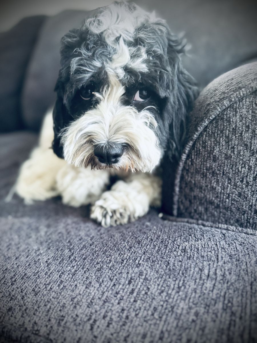 Cavapoo Female King Charles Cavalier Poodle