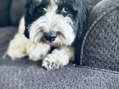 Cavapoo Female King Charles Cavalier Poodle