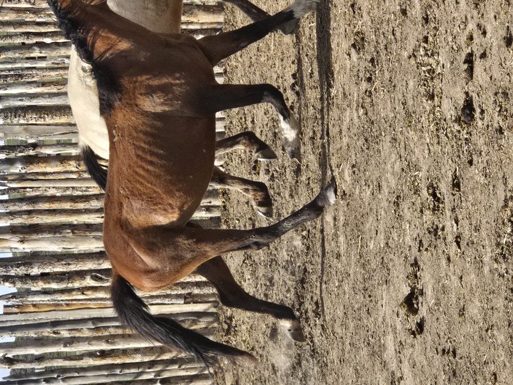 4 year old broodmare