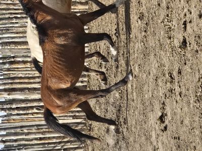 4 year old broodmare