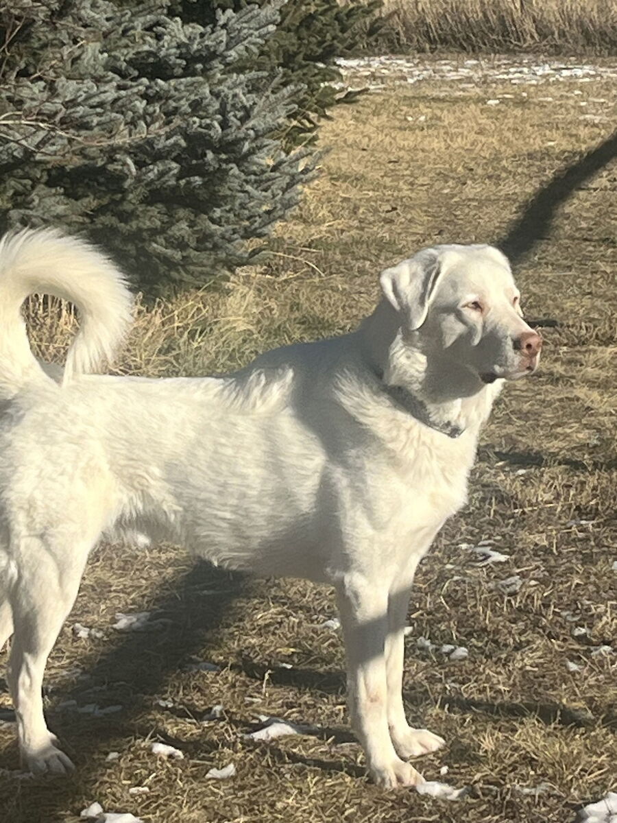 Great Pyrenees