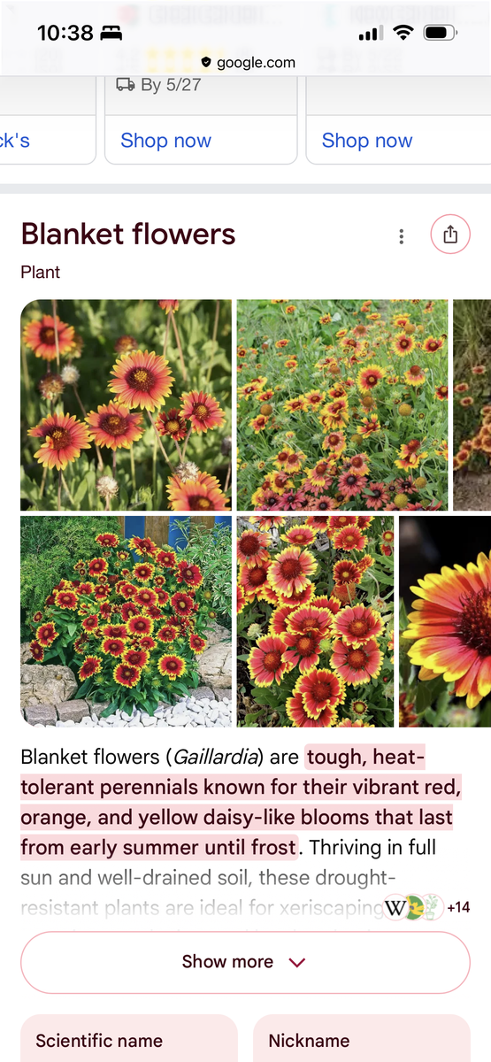 Free salvia, blanket flower and Jupiter's beard