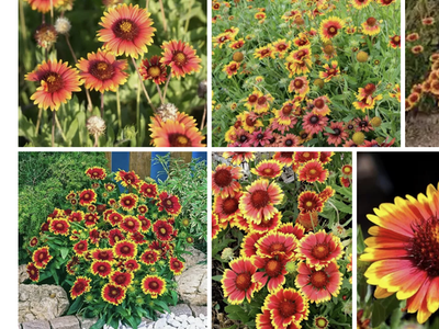 Free salvia, blanket flower and Jupiter's beard