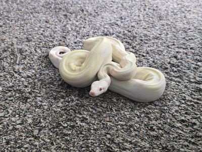 Sub Adult Male IMG Albino Khal Boa